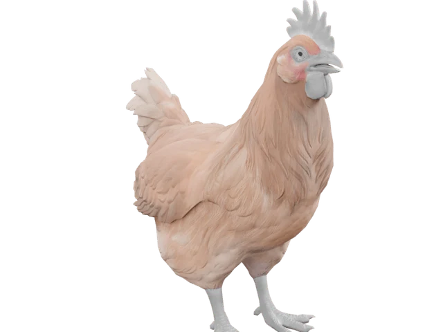 CS2 pet: Catalana hen