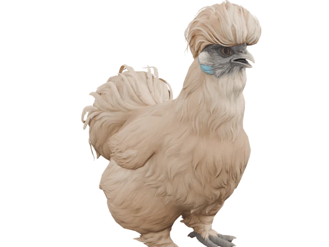 CS2 pet: Silkie hen
