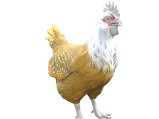 CS2 pet chicken: Catalana (Black with White Head)