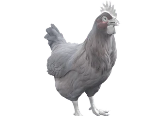 CS2 pet chicken: Catalana (Black)