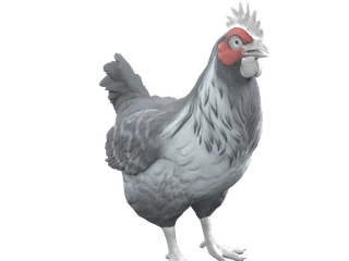 CS2 pet chicken: Catalana (Grey)