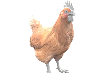 CS2 pet chicken: Catalana (Tan)