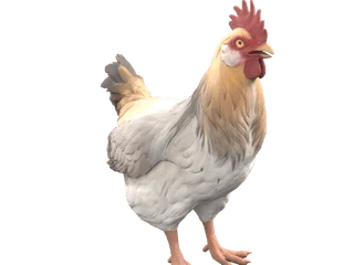 CS2 pet chicken: Catalana (White with Tan Head)