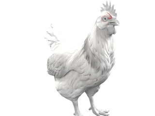 CS2 pet chicken: Catalana (White)