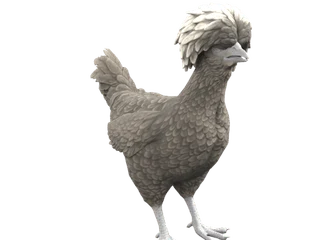 CS2 pet chicken: Polish (Black with White Head)