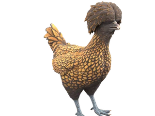 CS2 pet chicken: Polish (Brown with Black Wing Tips)