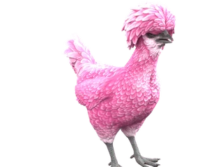 CS2 pet chicken: Polish (Pink)