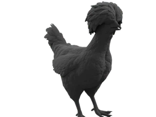 CS2 pet chicken: Polish (Red)