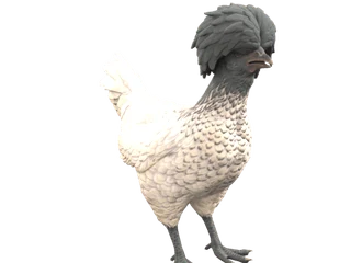 CS2 pet chicken: Polish (White with Black Head)
