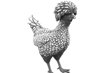 CS2 pet chicken: Polish (White with Black Wing Tips)