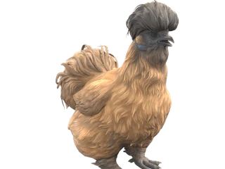 CS2 pet chicken: Silkie (Brown with Black Head)