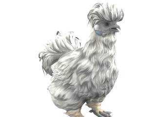 CS2 pet chicken: Silkie (Splash)